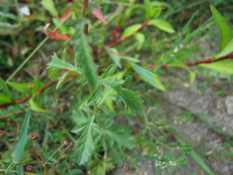 Verbena officinalis